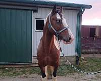 purebred-gypsy-vanner-horse