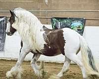 long-haired-gypsy-vanner-horse