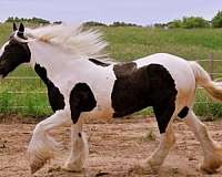 semen-gypsy-vanner-horse