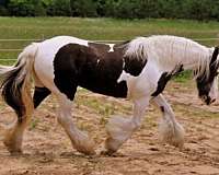stallion-semen-gypsy-vanner-horse