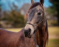 beautiful-marchador-horse