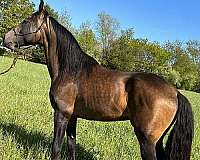 black-marchador-horse