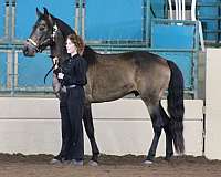 champion-marchador-horse