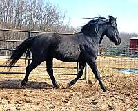 black-amha-horse