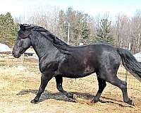 16-hand-morgan-stallion