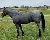 5-hand-quarter-horse-stallion