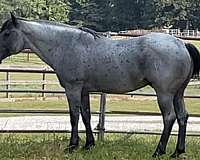hancock-stallion