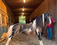 tennessee-horse