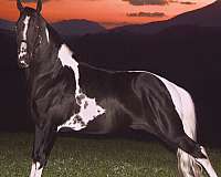 racking-stallion