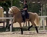 palomino-iberian-horse