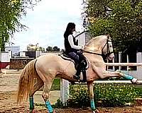 advanced-andalusian-horse