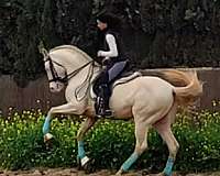 canada-andalusian-horse