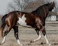 black-sw1sw1-horse
