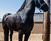 black-studbook-stallion