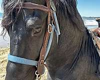 black-studbook-horse