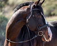 eventers-westphalian-horse