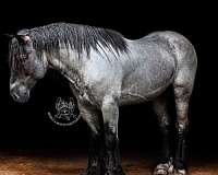 homozygous-draft-horse