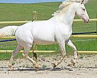 roping-appaloosa-horse