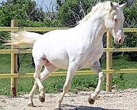bay-appaloosa-stallion