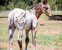 dressage-appaloosa-horse