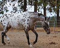 halter-appaloosa-horse
