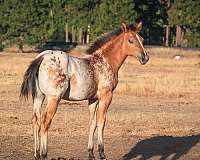 color-producer-appaloosa-horse