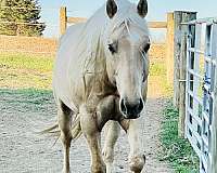 dunalino-star-horse
