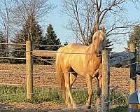 dunalino-color-producer-horse