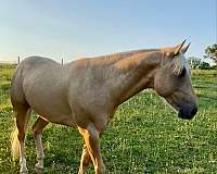 dunalino-dun-factor-horse