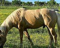 dunalino-aqha-nfqha-stallion