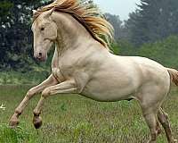 perlino-buckskin-pearl-one-cream-gene-pearl-gene-2-hind-socks-horse
