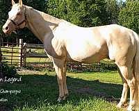 semen-horse