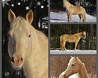 aqha-quarter-horse