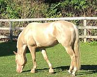 athletic-quarter-horse