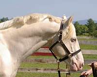 cremello-thoroughbred-for-sale