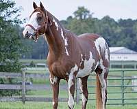 brown-white-thoroughbred-horse