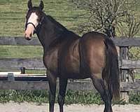 eventer-thoroughbred-horse