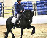 breeding-friesian-horse