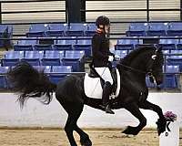 champion-bloodlines-friesian-horse