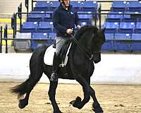 champion-pedigree-friesian-horse