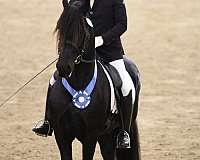 colt-friesian-horse