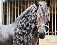embryo-friesian-horse