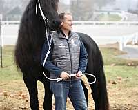 finished-friesian-horse