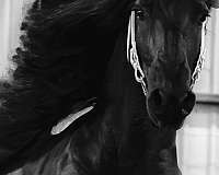 filly-friesian-horse