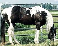 black-aphaptha-stallion