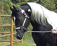 black-aphaptha-horse