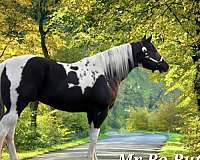 black-aphaptha-horse