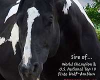 black-aphaptha-stallion