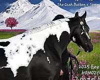 black-aphaptha-stallion