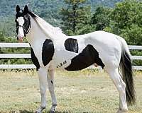 pinto-black-white-horse